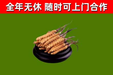 高港回收散虫草