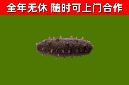 高港回收海参干